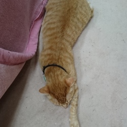 たんぽぽの里相模原シェルター里親会開催 サムネイル3