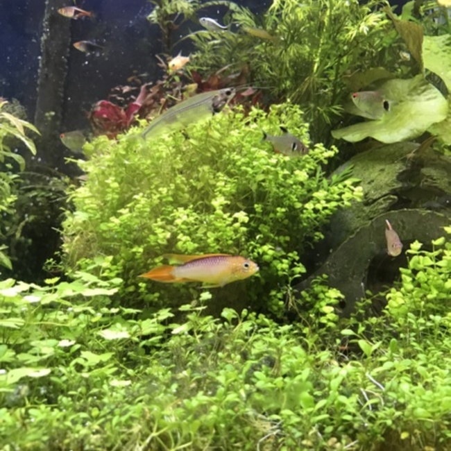 mamosamohikoroのカバー写真