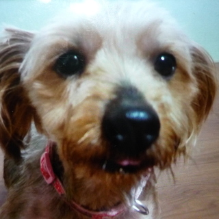 保健所より保護　ヨークシャテリア男の子