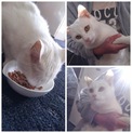 白い猫ちゃん✳︎ふくちゃん
