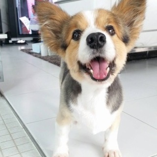 緊急 とても人懐っこい女の子です