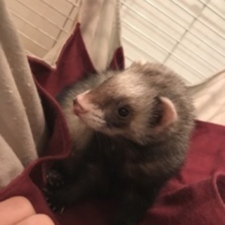 可愛がってくださる方募集します