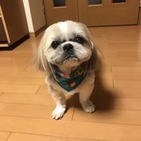 モカ