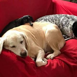 ラブラドールの里親さんを募集しています。