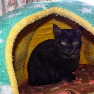 緊急！とても可愛い声で穏やかな子猫ちゃんです。