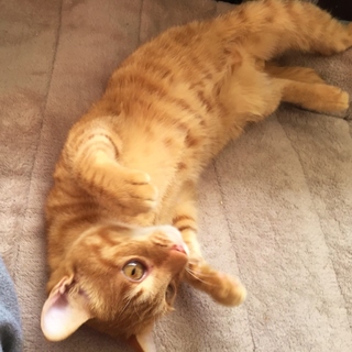 へそ天します～(^^)　