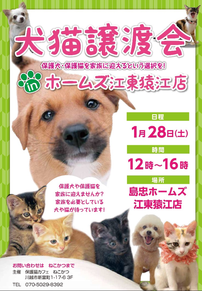 島忠ホームズ 江東猿江店 Tsunagu Catのイベント 2151 ペットのおうち 月間利用者150万人