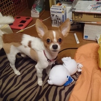 デール