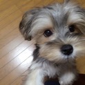 人懐っこく元気いっぱい♪