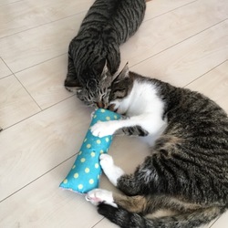 「けりぐるみ」サムネイル2