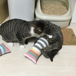 「けりぐるみ」サムネイル3