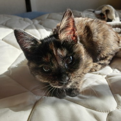 あかね　お嫁入り