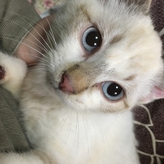 シャム風ブルーアイ男の子卒園