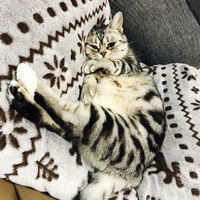 きくらげ