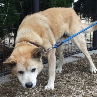 【返還されました】おっとりまったりな老犬です