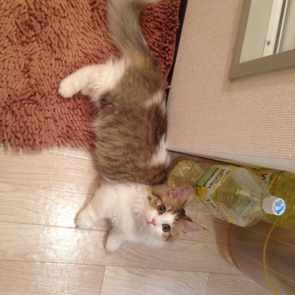 マロンのカバー写真