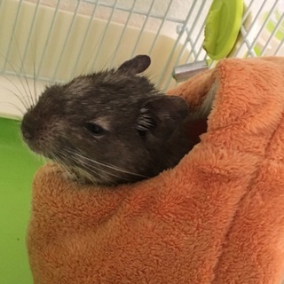 デグー里親募集!