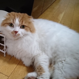 大人しいスコティッシュ