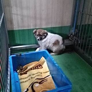 【感謝】団体によって引き出し完了★４ヶ月の子犬♂