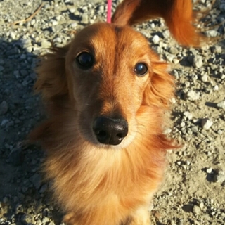 甘えん坊の颯太