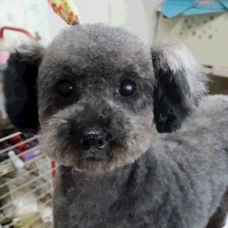 6歳の女の子です。