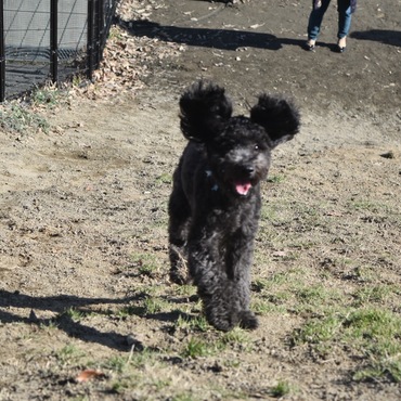 チョコ、ドッグランで遊び中