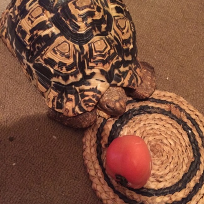 ちゃまきのカバー写真