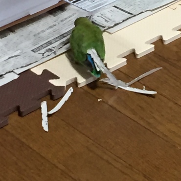 サクは今日も巣作り