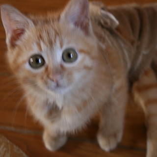 後足麻痺でも元気なそぼろちゃんです