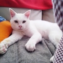 白猫くんの里親募集します