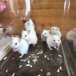 ゴールデンハムスター里親募集！
