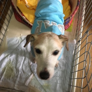 ジャックラッセルテリア女の子6歳