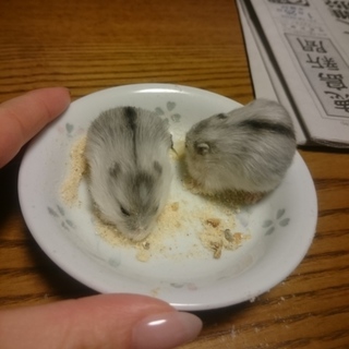 【残り3匹】ジャンガリアンbaby