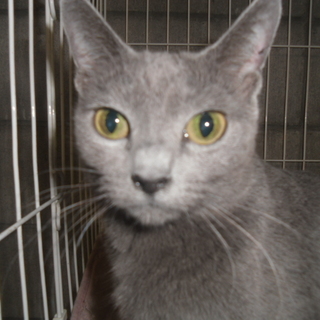 家族の一員として大事に飼ってくださる方