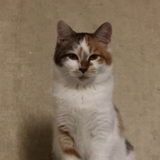 ちょっとビビりの三毛猫ちゃん