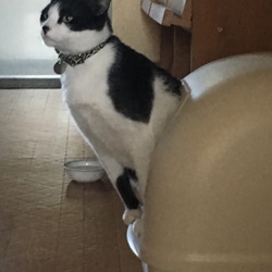 いつものトイレスタイル