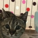募集一旦停止します。りんちゃんのおうち募集中です
