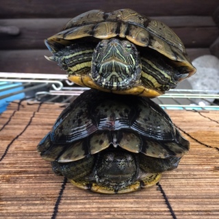 兄弟のミドリガメペア
