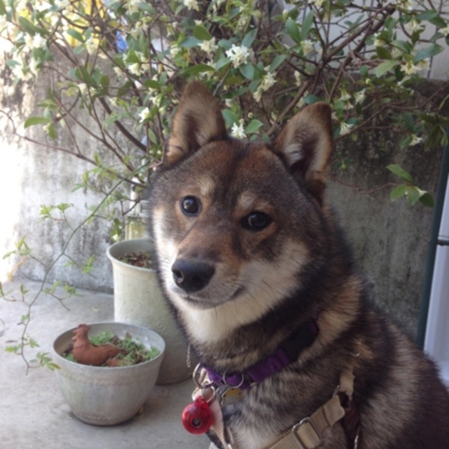 paceのカバー写真