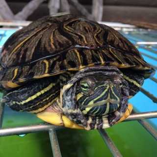 ミドリガメ女の子