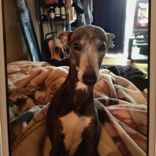 優しいイタリアングレーハウンド 