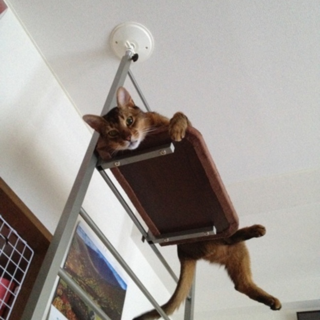 しぇりたんのカバー写真