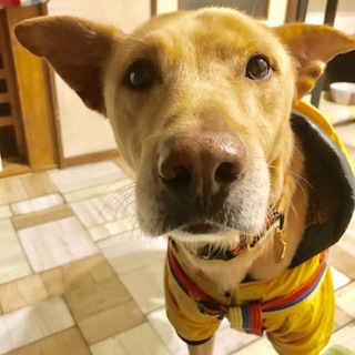 性格花丸『しんえもん』大型犬