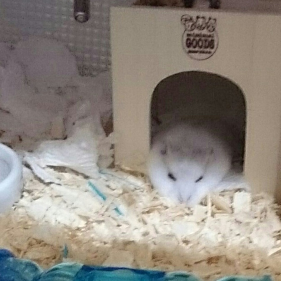 おはなのカバー写真