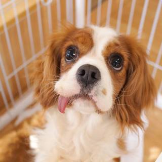 スリーピーちゃん♀　推定5才