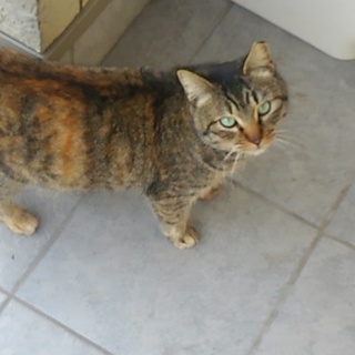 すりすり甘えん坊 マメちゃん