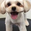ペキプーお願いします
