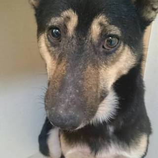 この子を助けてください。