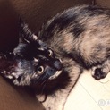 産まれて1年ぐらいの猫
