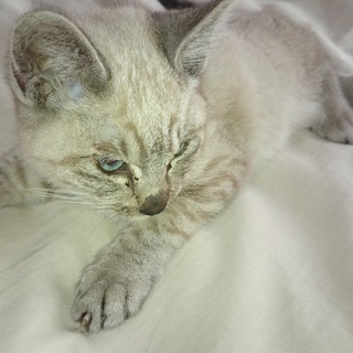 ☆☆可愛い甘えん坊な子猫です☆☆